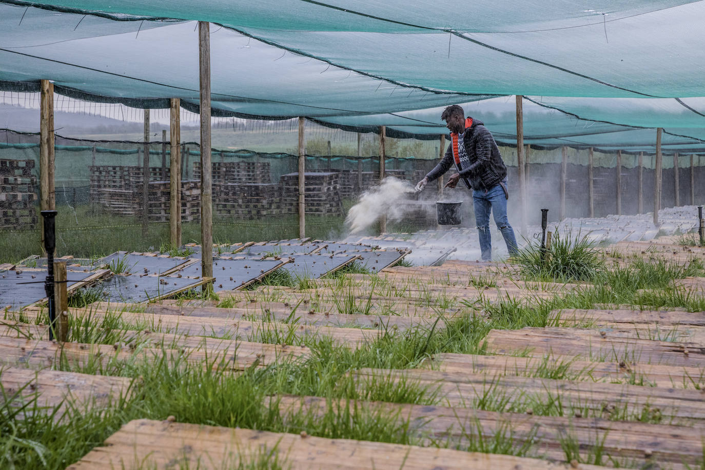 Fotos: El rebaño más dócil