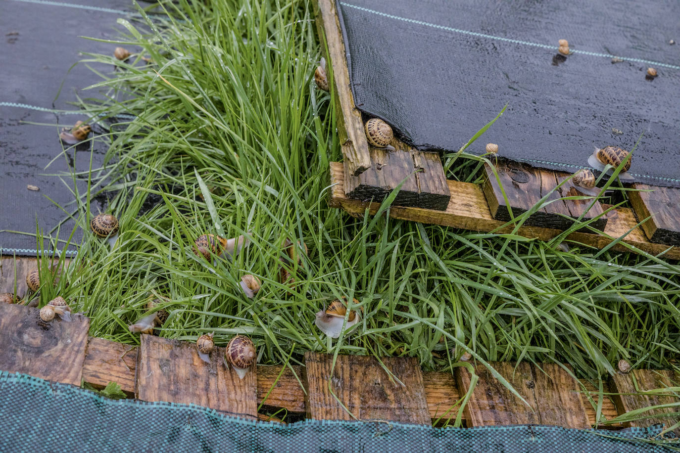 Fotos: El rebaño más dócil