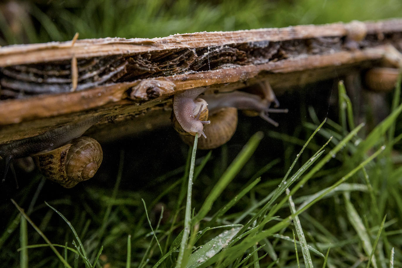 Fotos: El rebaño más dócil