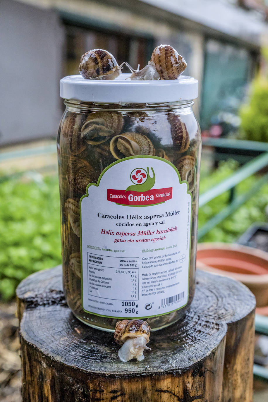 Fotos: El rebaño más dócil