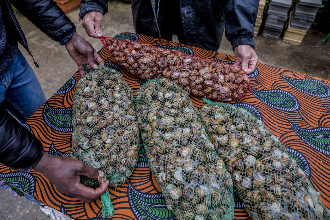 Fotos: El rebaño más dócil