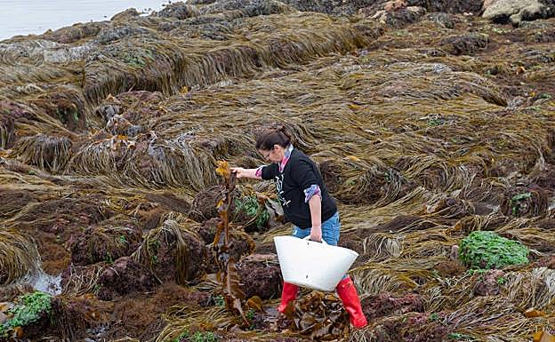 Rosa Miras camina sobre una pradera de judías de mar y sostiene un manojo de alga wakame. 