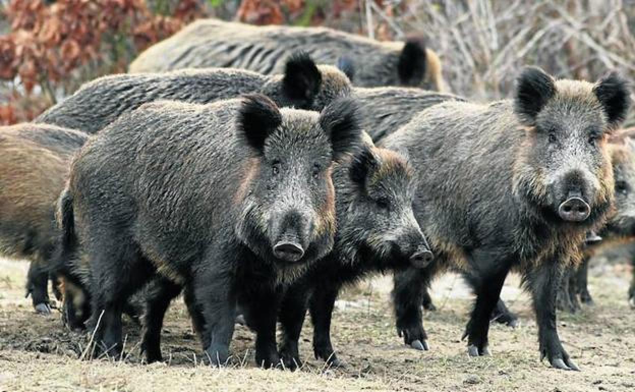 Peligran los jabalíes