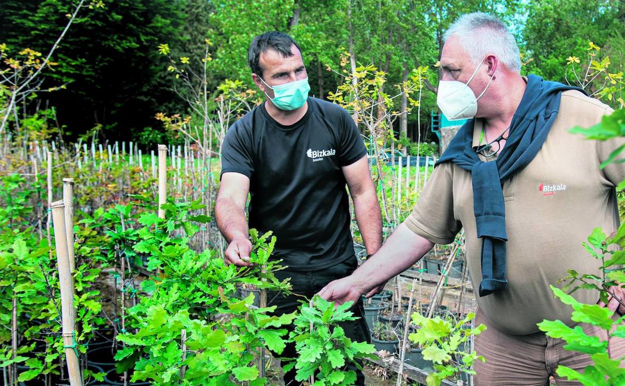 Aitor Elortegi y su compañero muestran algunos de los retoños que crían en el vivero foral. 