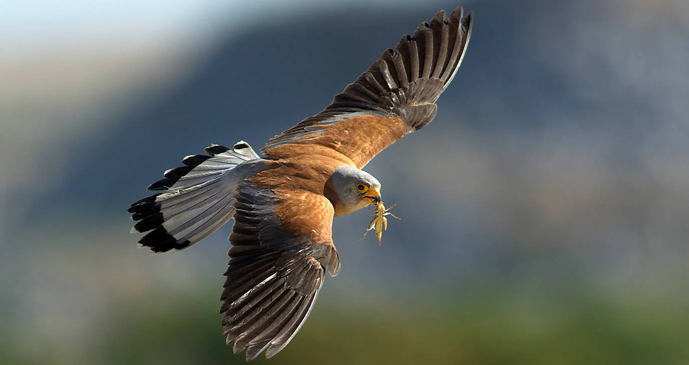 Así es el canto de los halcones que se ven en Álava | El Correo