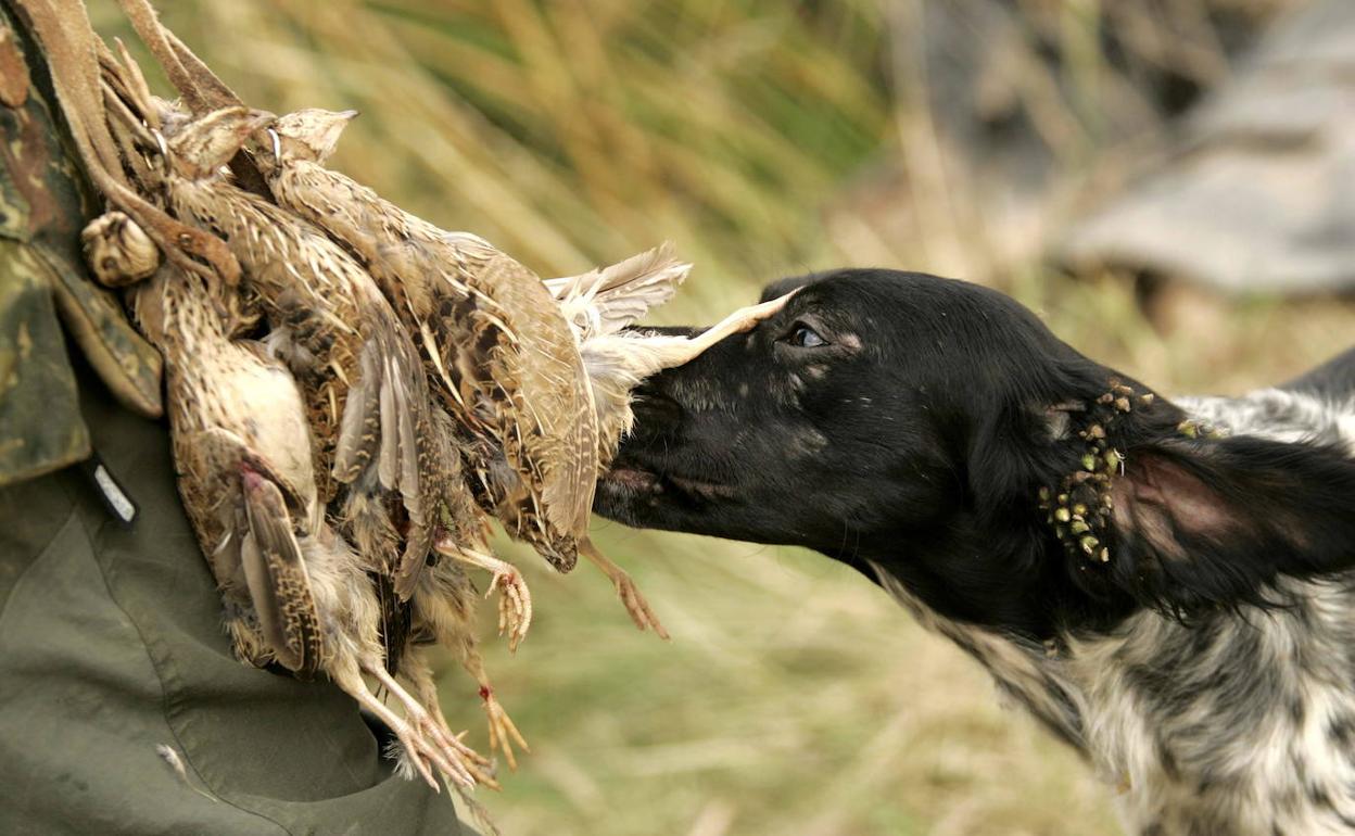 Un perro junto a un grupo de perdices cazadas durante una cacería.