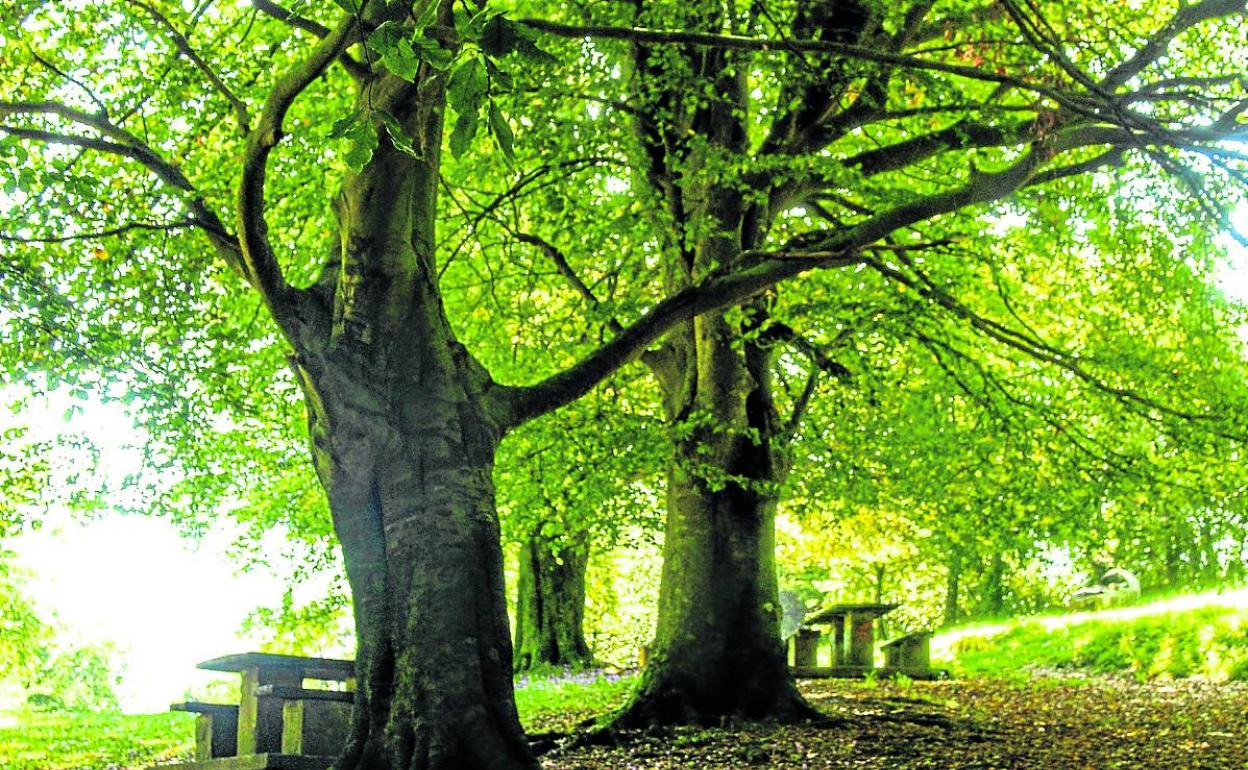 La próxima actuación municipal será en la zona de San Antolín. 