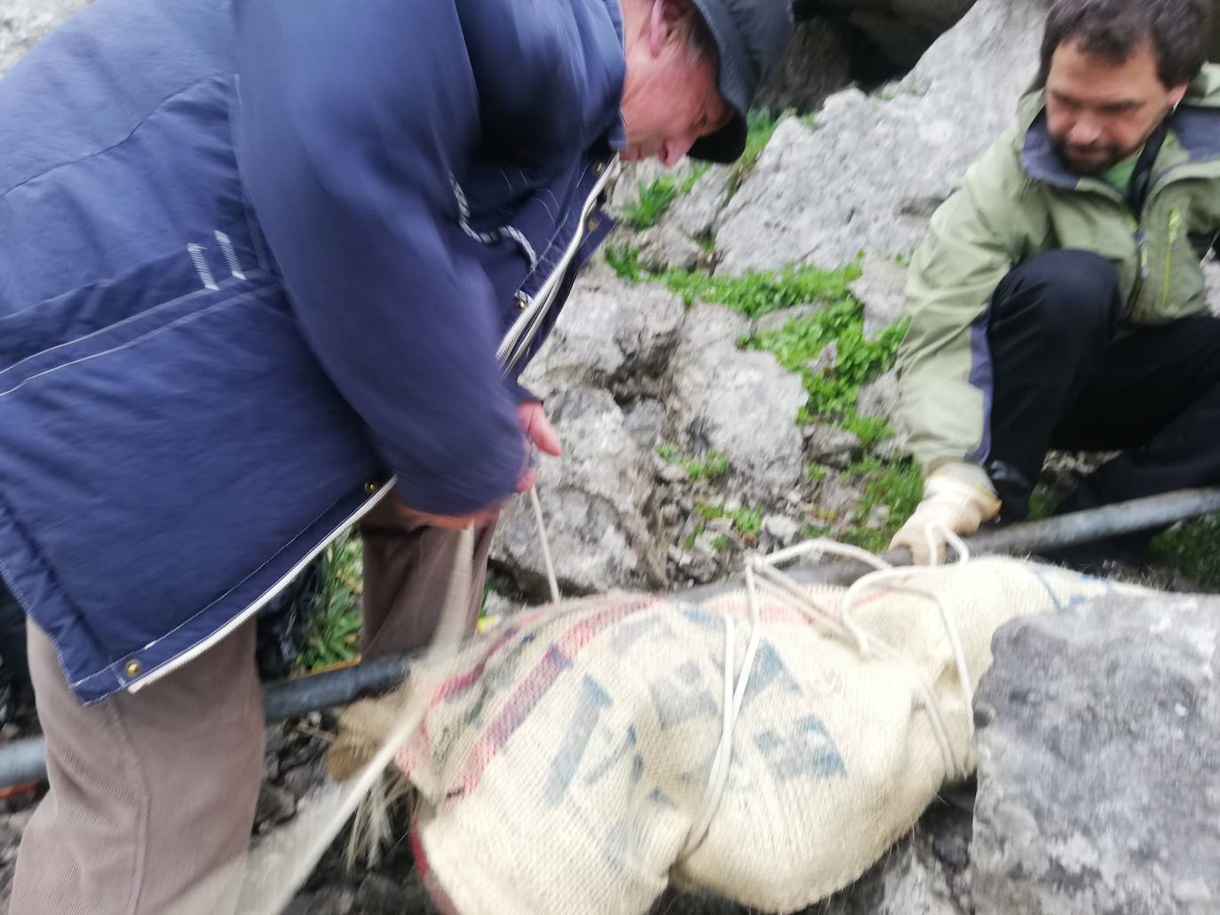 La escultura, envuelta en un saco, es sujetada a unas largas varas, a modo de pértigas, para su transporte por el monte.