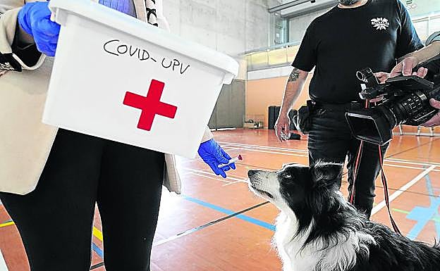 Los perros contra el covid se dejan ver