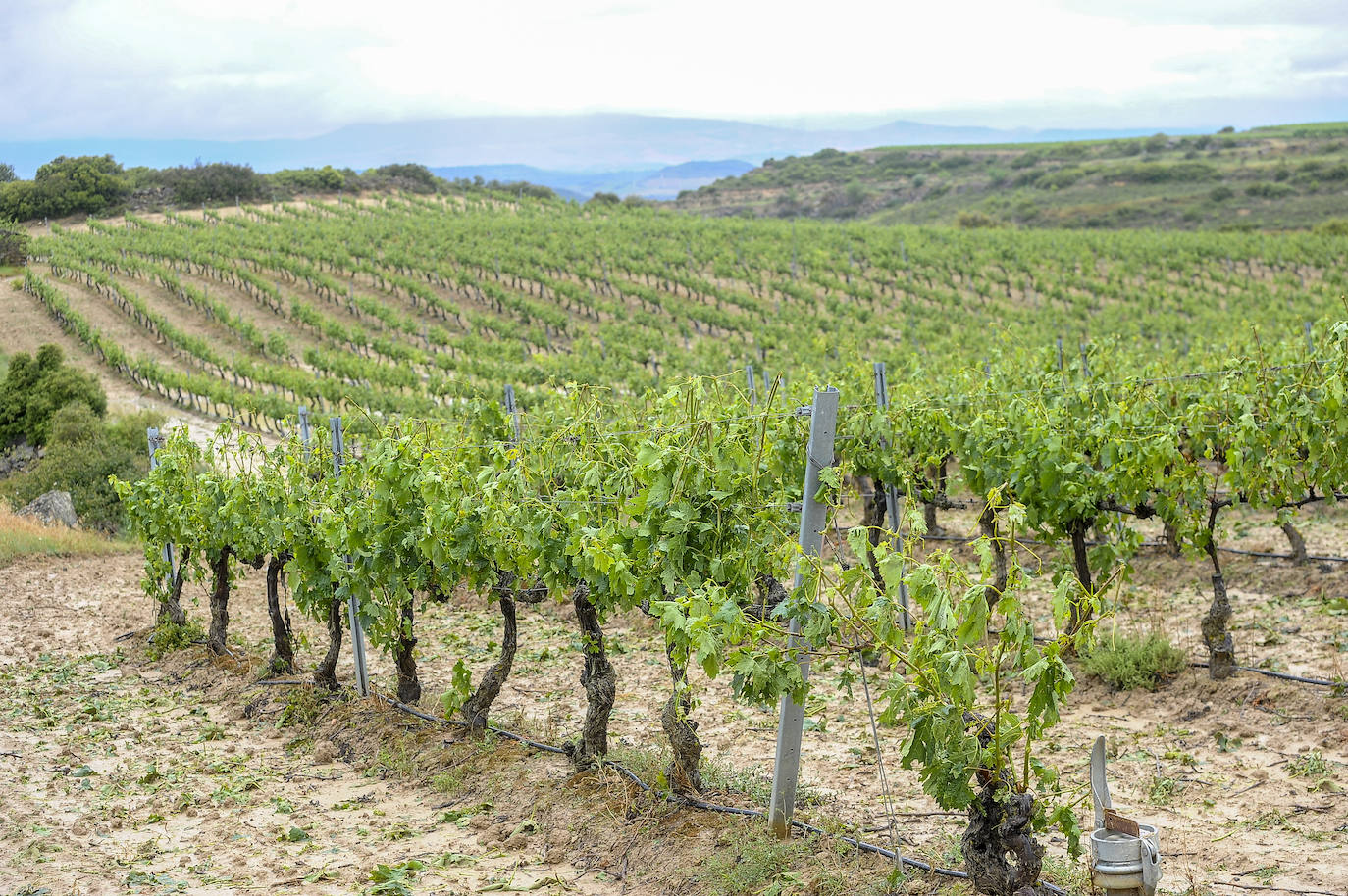 Vista de otro viñedo de Rioja Alavesa afectado por la tromba de agua y pedrisco.