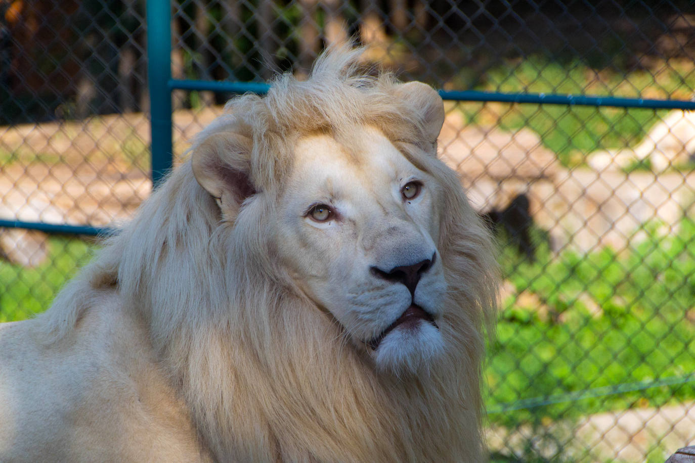 La mayoría de los leones albinos están en cautividad. Uno de los más famosos del mundo es Ludwig, que vive a 50 kilómetros de Kiev. En 2016 fue padre de cinco cachorros tan albinos como él.
