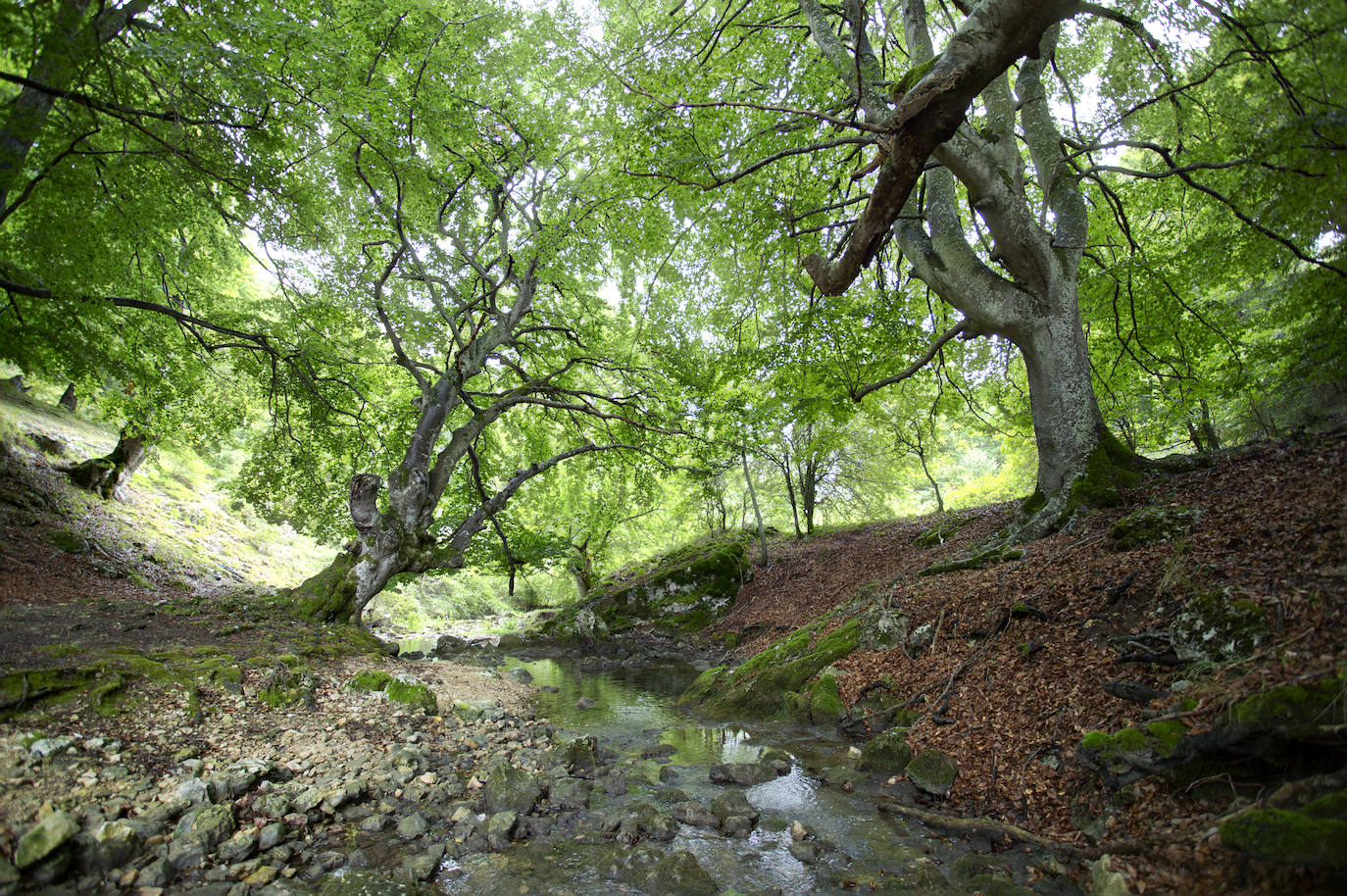 Desfiladero de Okina, Álava. El río Ayuda dibuja un paisaje espectacular en el entorno de este pueblo alavés. La ruta que va desde él hacia el burgalés Sáseta conquista y es apta para planes familiares. A lo largo de ella nos encontramos diferentes saltos de agua y meandros. Son 10,6 kilómetros de ida y vuelta sin dificultad.