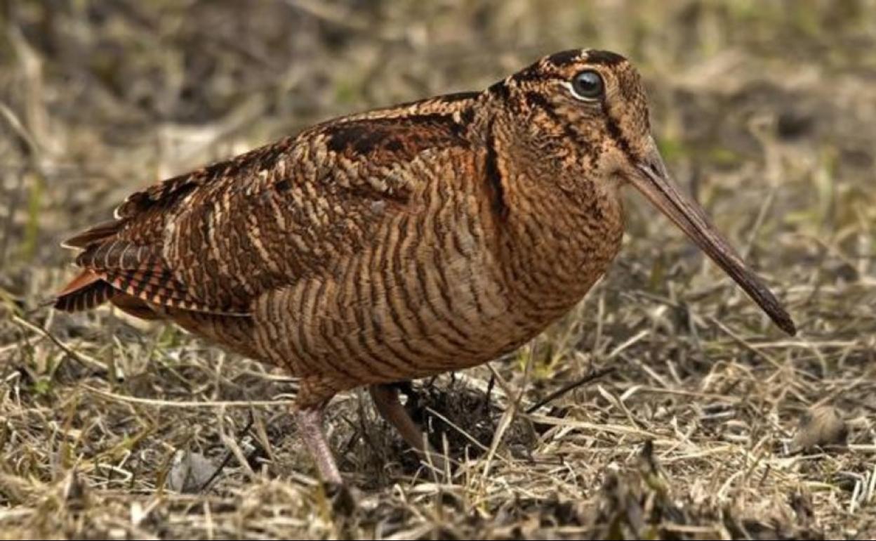 El radar de las becadas