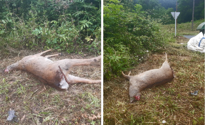 Los cuerpos decapitados de los animales que han aparecido en el Gorbea.