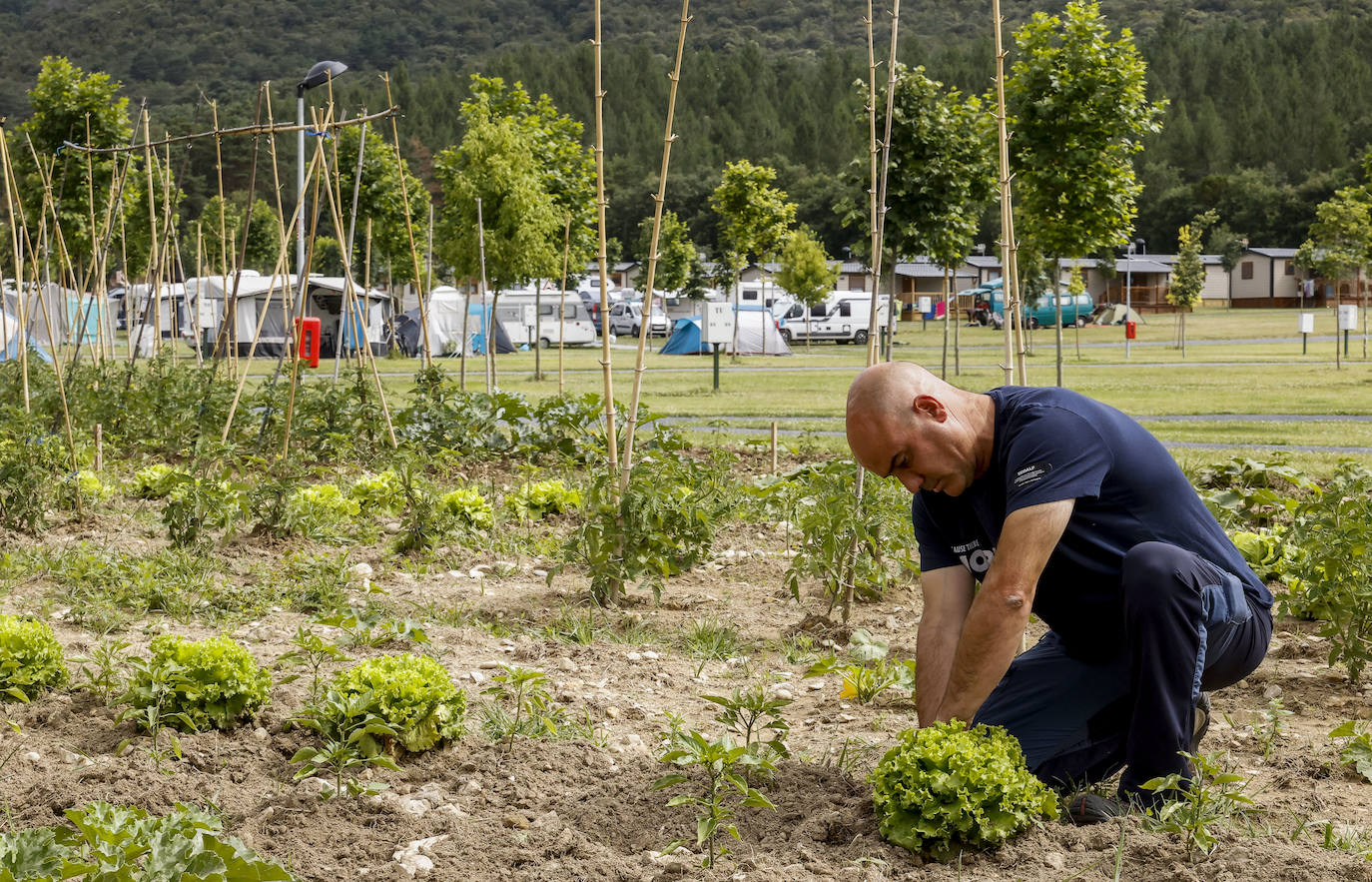 El Camping Angosto ha inaugurado recientemente una zona de huertos ecológicos en la que los usuarios habituales pueden cultivar sus propias verduras. 