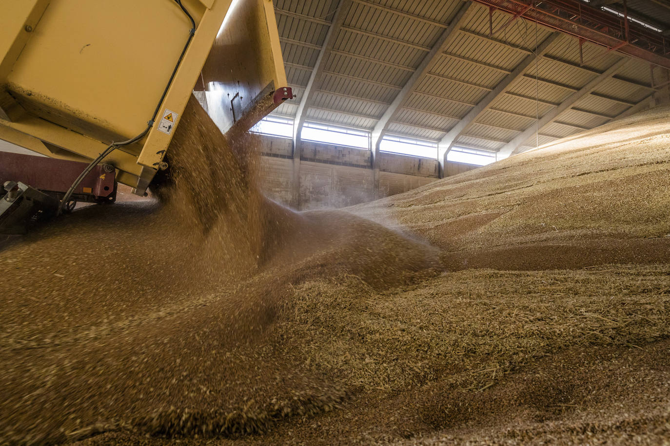 El remolque vuelca el grano recolectado en los almacenes de la cooperativa Garlan