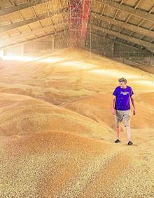 Imagen secundaria 2 - A la derecha, como entre dunas, Javier pasea por uno de los pabellones de Garlan, el gran granero alavés. A la izquierda, el agricultor revisa la mies y la cosechadora vierte el grano en el remolque.