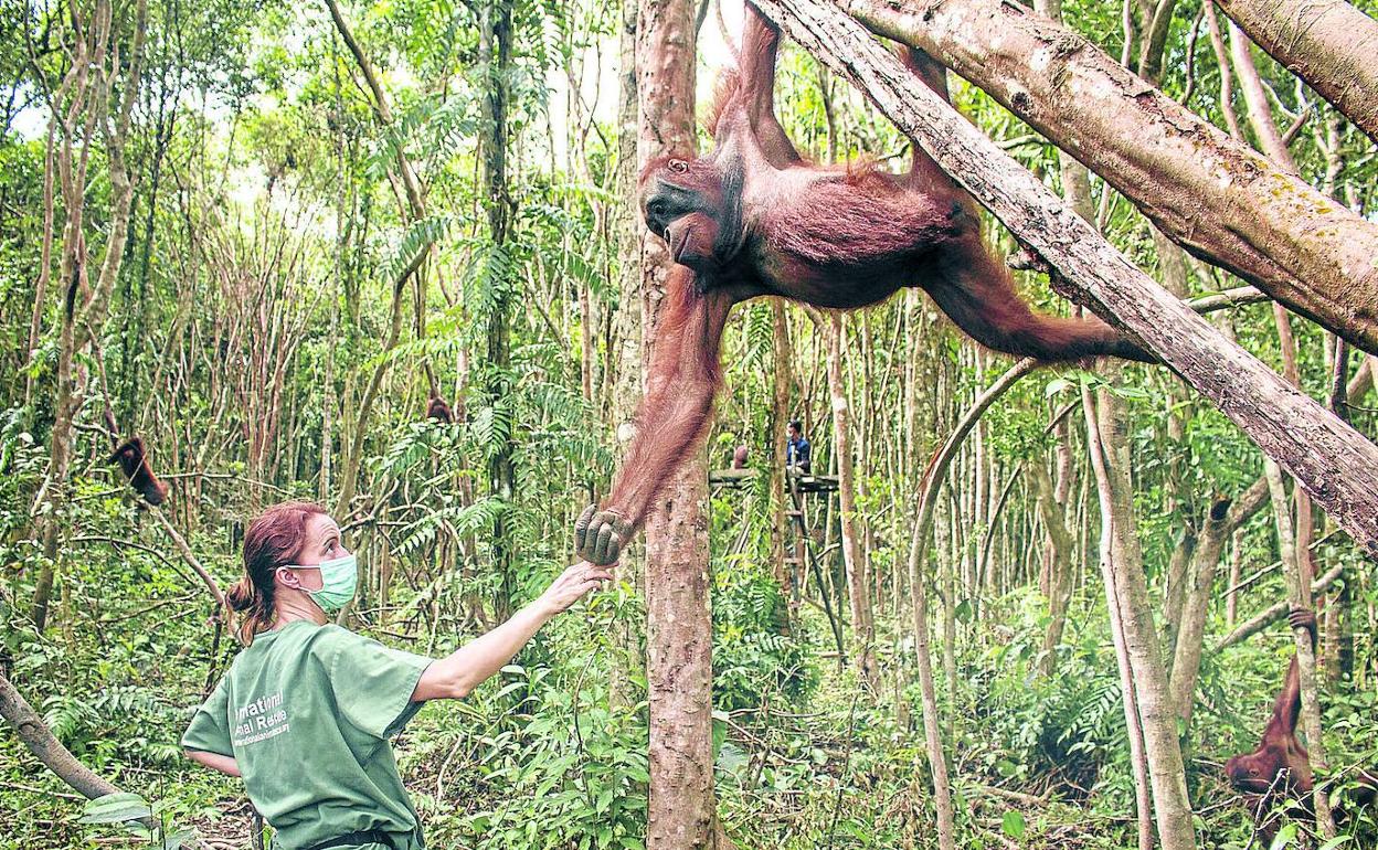 Karmele Llano trabaja en los bosques de Borneo por la preservación del orangután. 