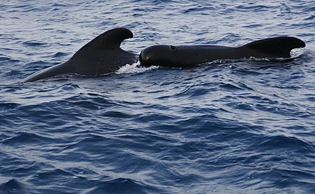 Dos calderones localizados frente a la costa de Bermeo. 