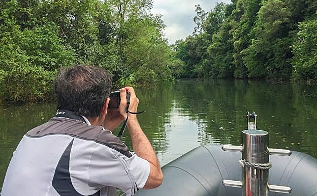 La vegetación se cierra al paso de la embarcación mientras se adentra en el río Miera.