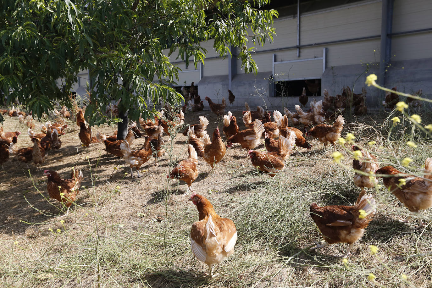 Fotos: Así es el recorrido del huevo ecológico desde el campo hasta nuestro plato