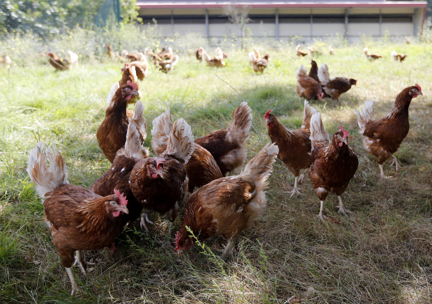 Fotos: Así es el recorrido del huevo ecológico desde el campo hasta nuestro plato
