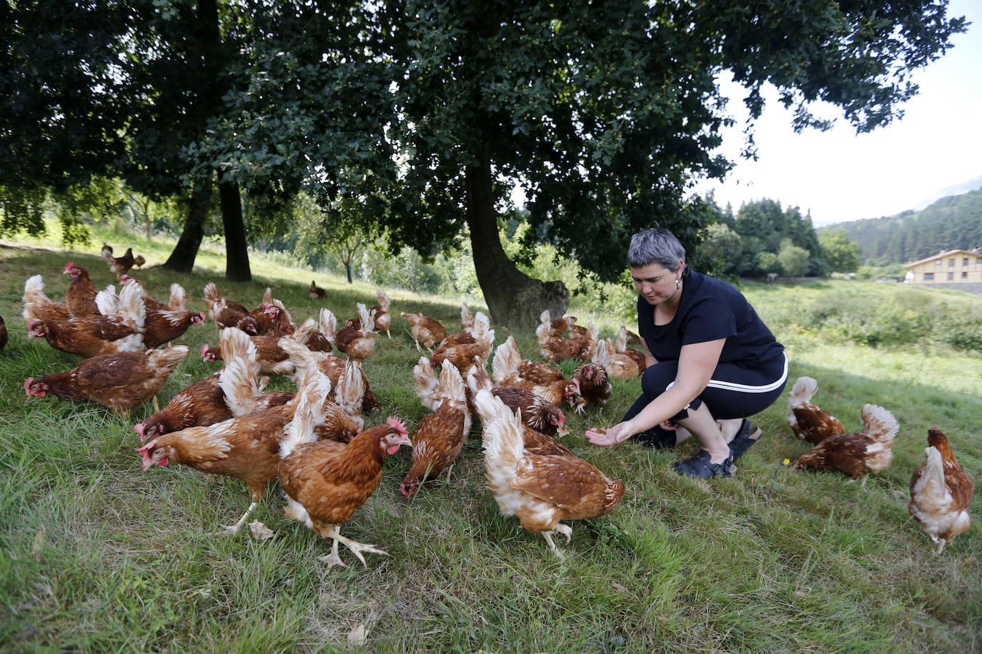 Fotos: Así es el recorrido del huevo ecológico desde el campo hasta nuestro plato
