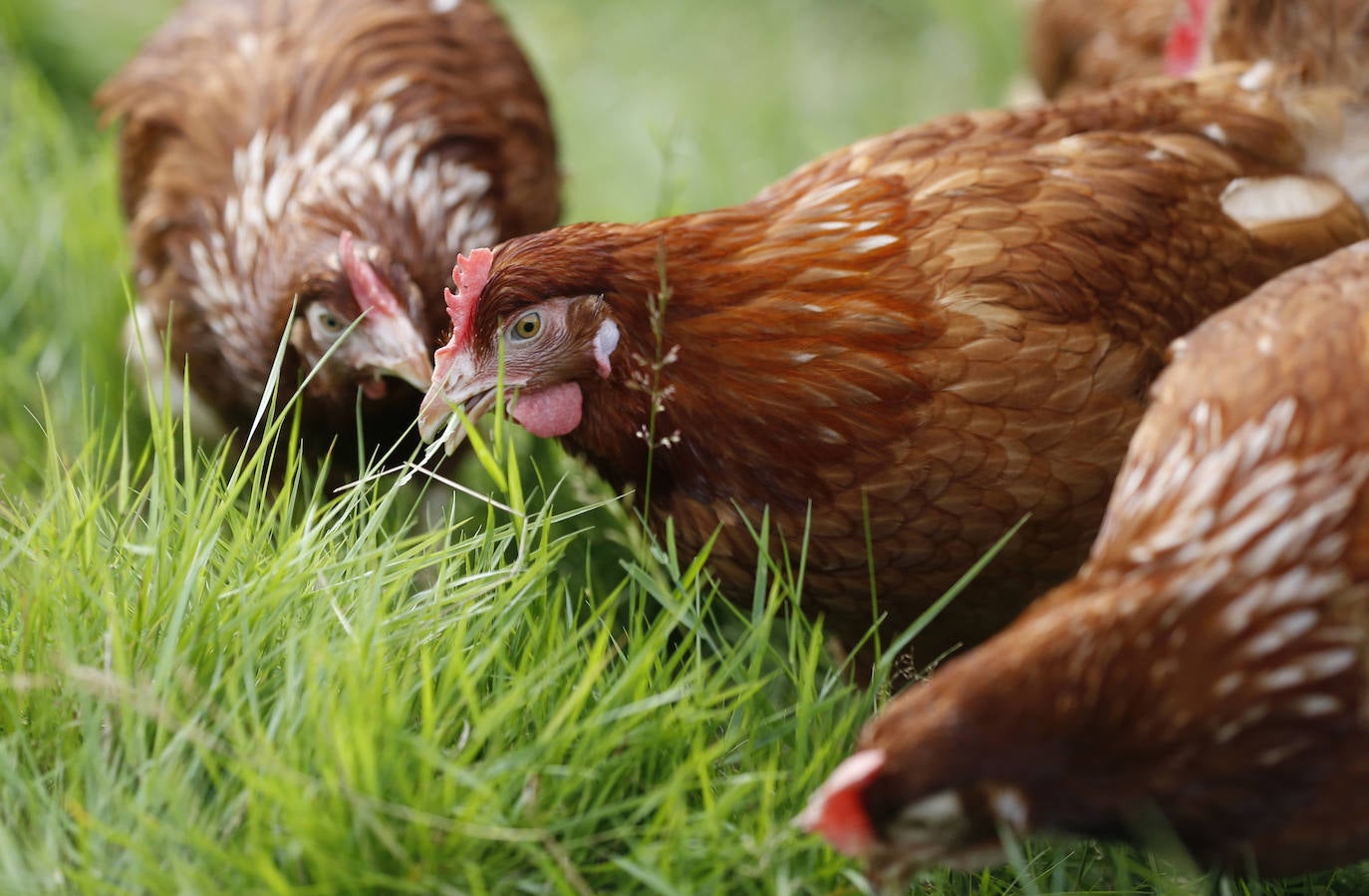 Fotos: Así es el recorrido del huevo ecológico desde el campo hasta nuestro plato