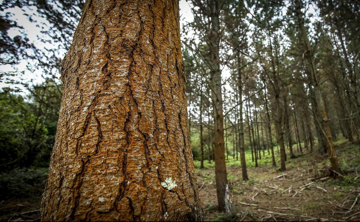 Pinudien gaitza aspaldiko arazoa da Euskal Autonomia Erkidegoko mendietan