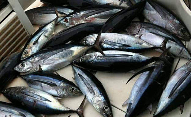 Bonitos capturados en Mundaka.