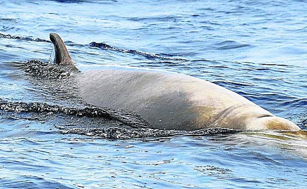 Imagen de la parte superior de una ballena picuda.