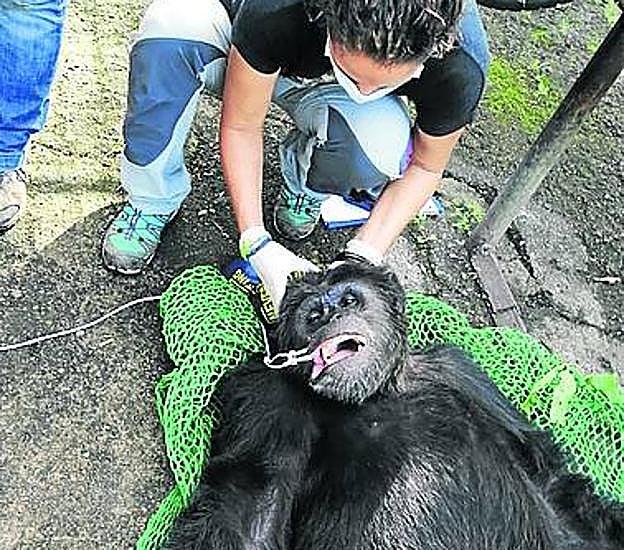 Al rescate. Itsaso acude a los lugares más remotos para atender a los animales víctimas de la caza ilegal.