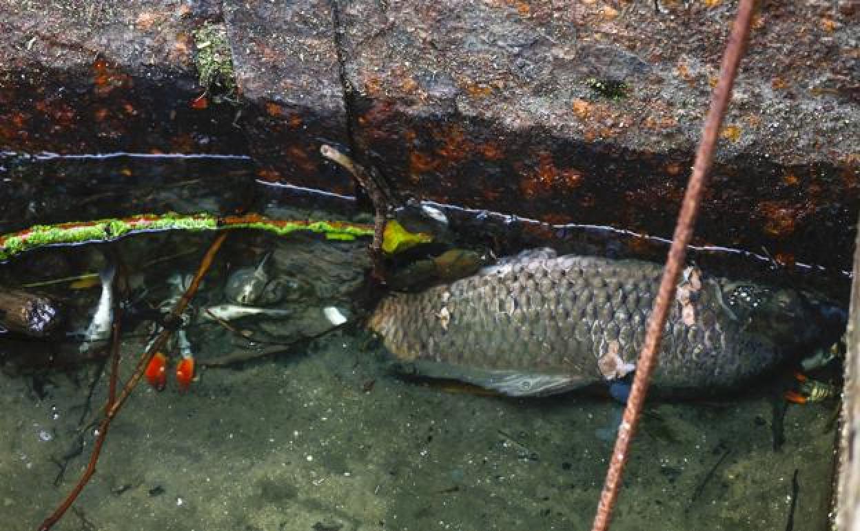 Peces y cangrejos muertos en La Puebla de Arganzón 