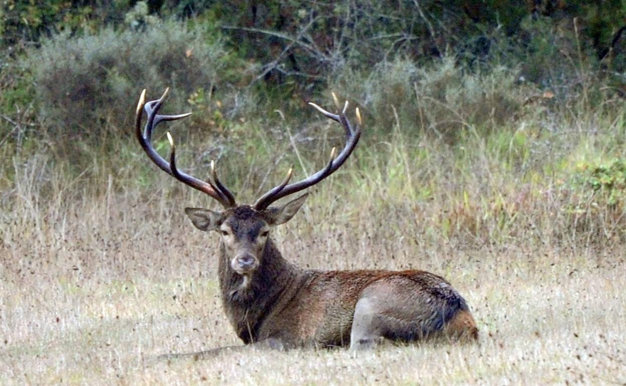 El tránsito rodado por la vertiente alavesa del Gorbea volverá a restringirse por la berrea