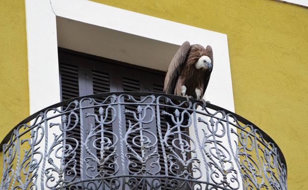 Imagen principal - Rescatan el buitre que se posó en un balcón de una vivienda en pleno centro de Tolosa