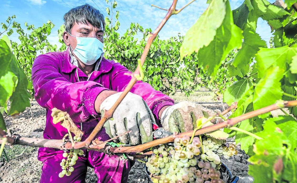 Un temporero corta unos racimos de uva blanca durante las primeras jornadas de vendimia el año pasado en Rioja Alavesa.