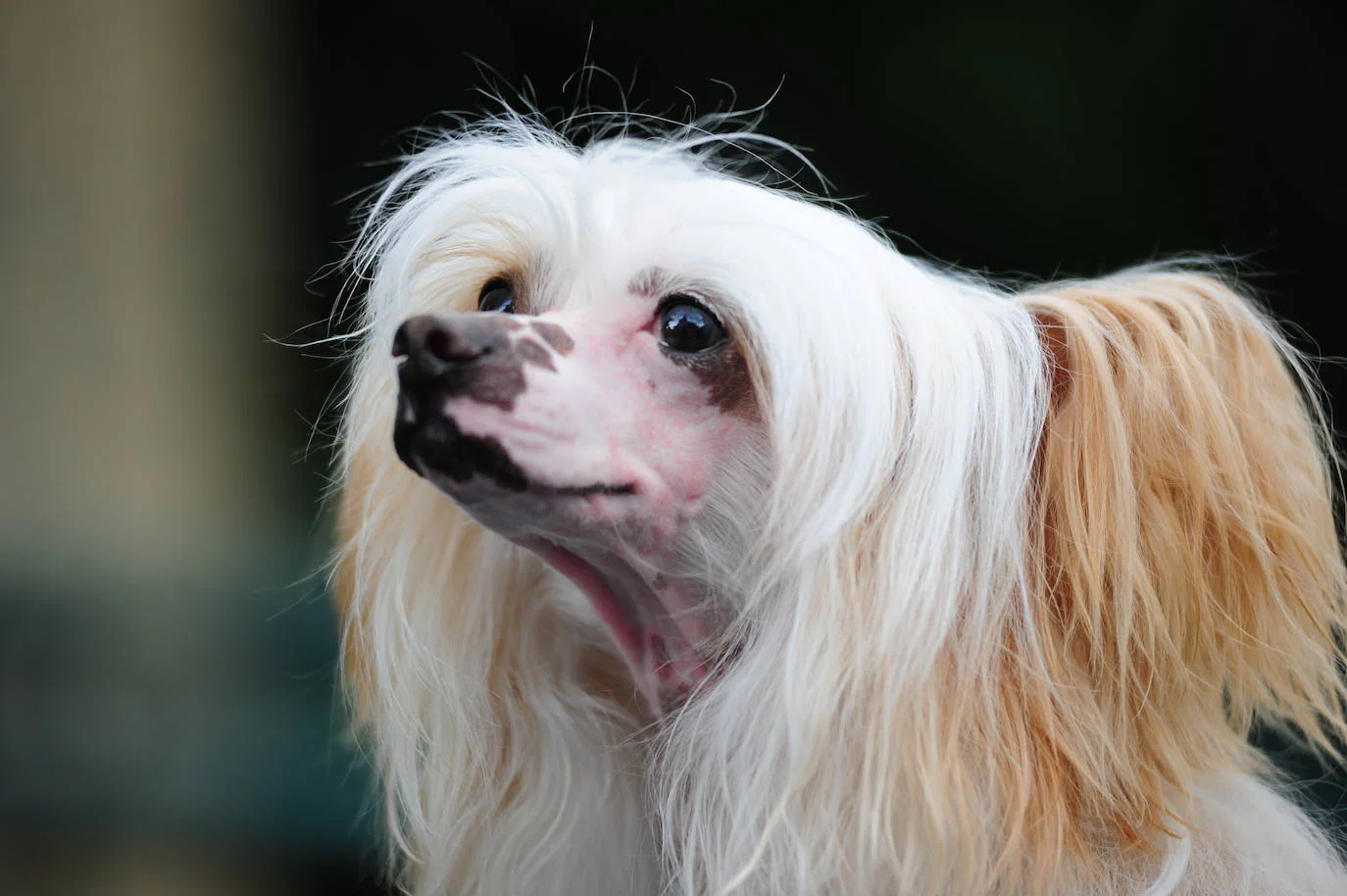 Fotos: Razas perros raras del mundo El Correo