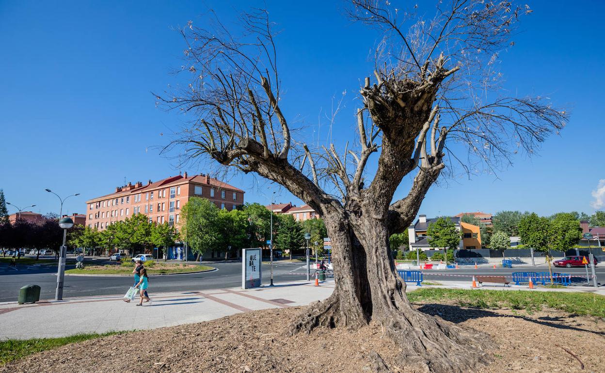 El olivo en su nueva ubicación, a escasos metros de la rotonda. Ya ha sido retirado.