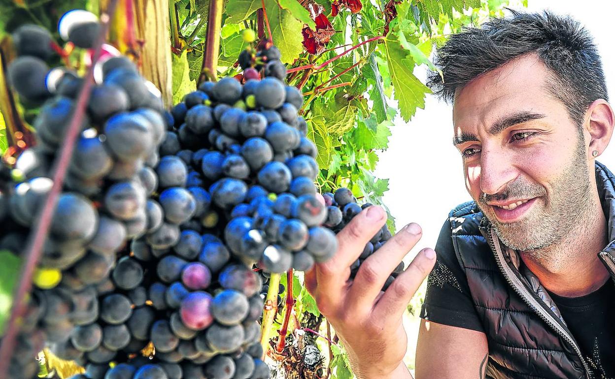 Javier Sampedro observa el estado de sus uvas en uno de los viñedos que tiene en Laguardia.