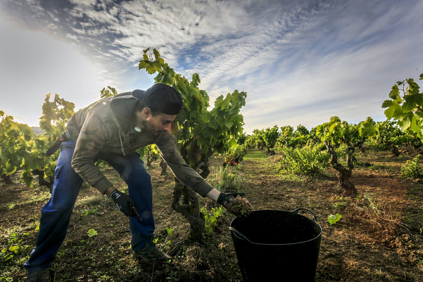 La mayoría de viñas de la bodega Luis Cañas se ubican en el entorno de Villabuena de Álava