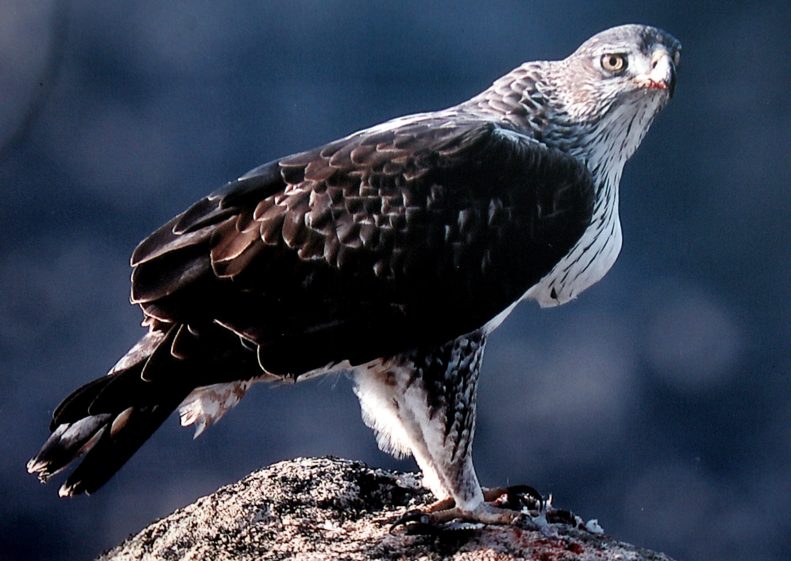 Los informes también alertaban sobre la afección a la águila perdicera.