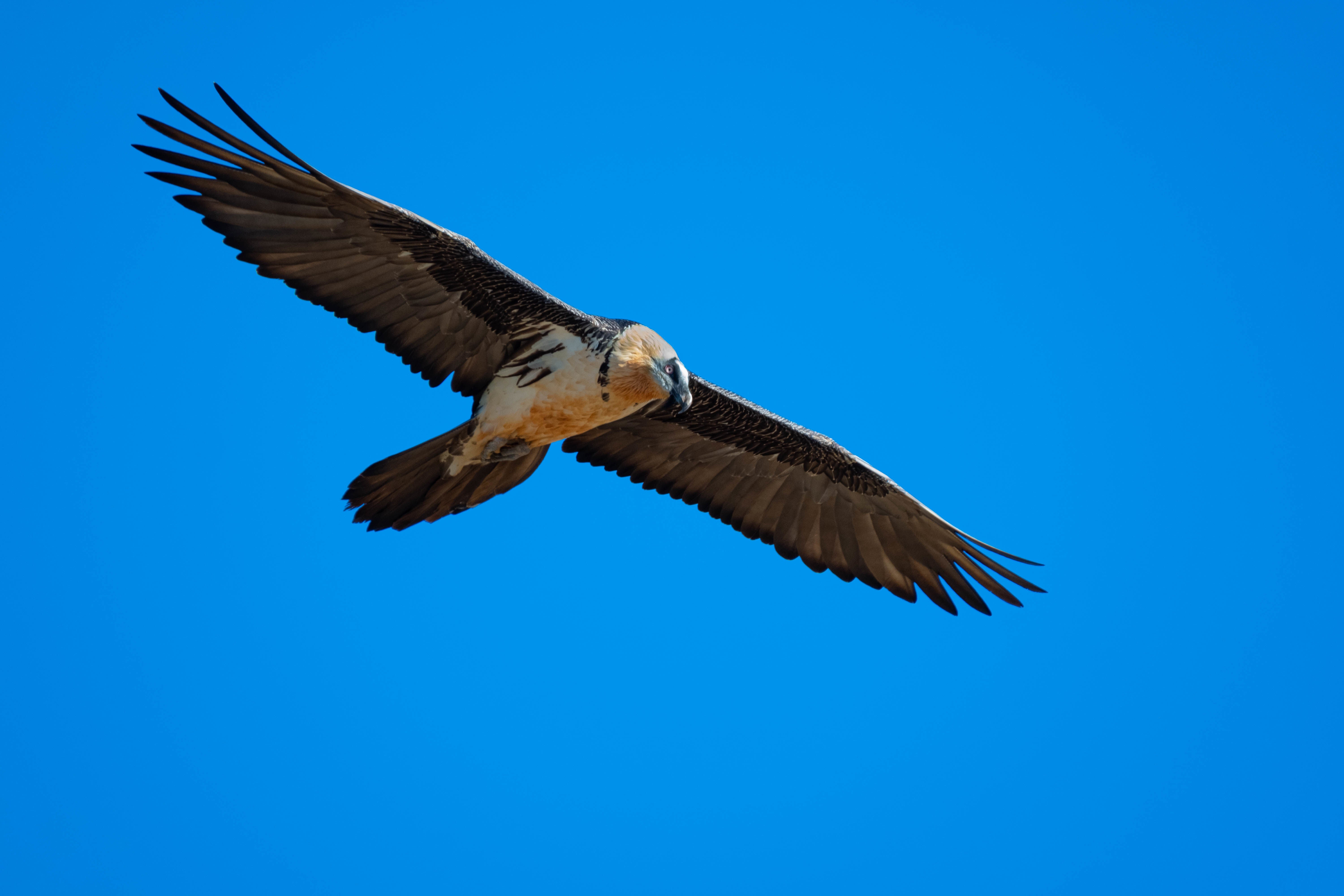 El último quebrantahuesos asentado en Álava murió hace varias semanas tras chocar contra un tendido eléctrico. 