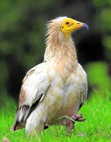 Imagen secundaria 2 - El halcón peregrino suele sobrevolar las dos sierras. Los informes también alertaban sobre la afección a la águila perdicera. El alimoche anida en Iturrieta, muy cerca de donde se pretendía instalar uno de los molinos. 