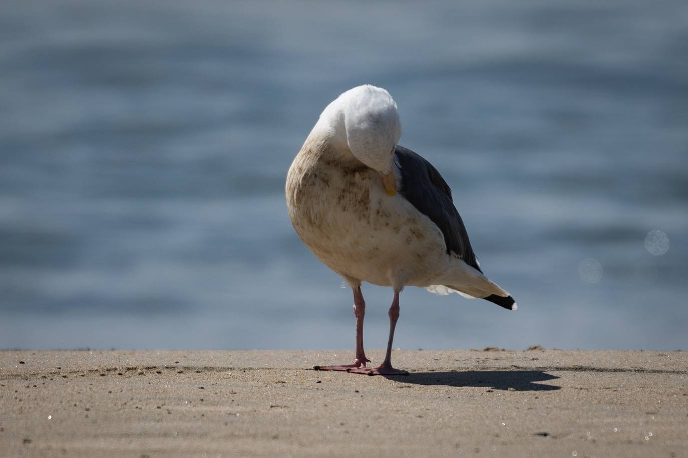 Fotos: Desastre medioambiental en la costa de Los Angeles