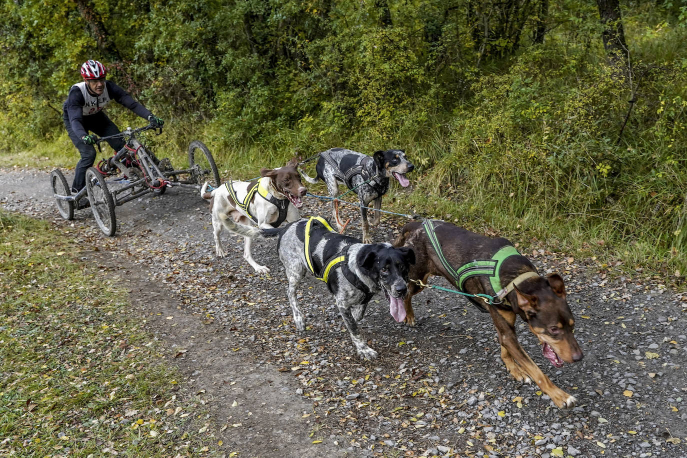 Fotos: El mushing toma el bosque de Armentia