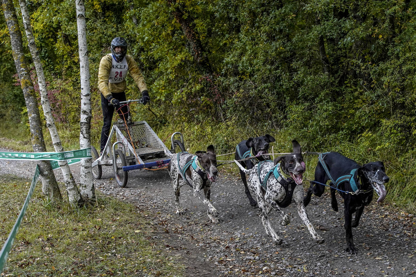 Fotos: El mushing toma el bosque de Armentia