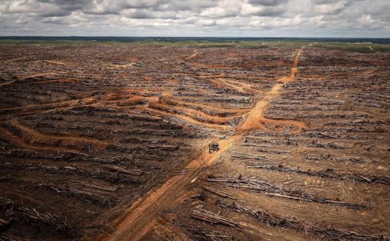 Cumbre del clima-COP26: Primer gran acuerdo de la cumbre de Glasgow: 16.500 millones para frenar la deforestación de cara a 2030