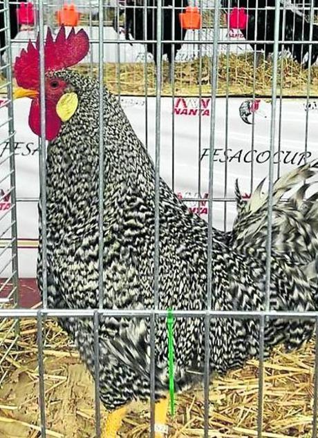 Imagen - En la foto, el gallo ganador, propiedad de Miguel Herrero, quien ha introducido a los Botín en la cría de pedresas.