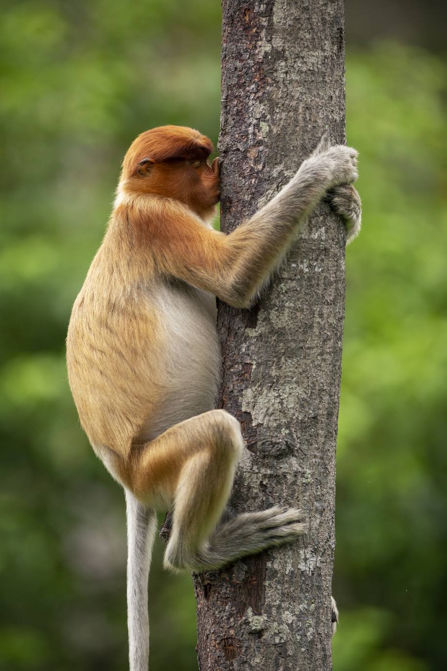 Fotos: Las fotos de animales más divertidas de 2021