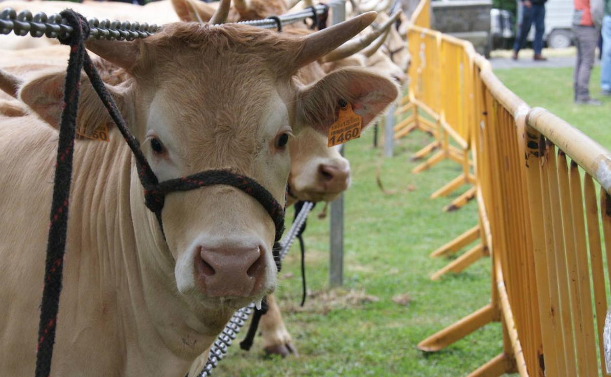 Una vaca mira al objetivo de la cámara.